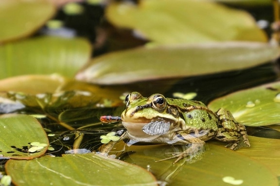 Amphibien, Frosch, Auge, Tiere, Reptilien, Tier, grünes Blatt, lotus