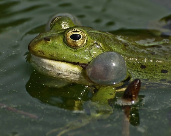 озеро амфібія жаба, дикої природи, природа, вода, око