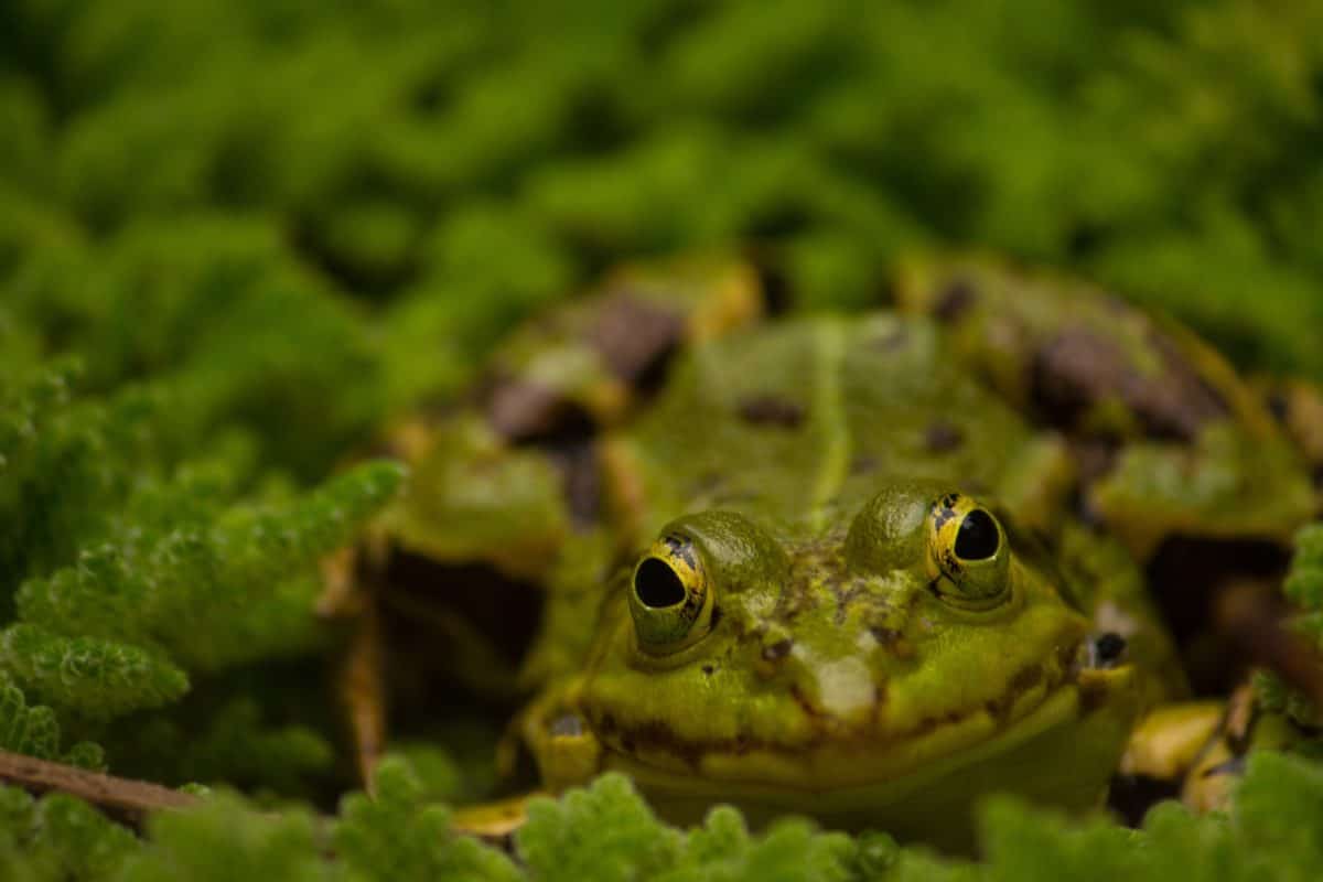 amfibija, žaba, priroda, oko, biljni i životinjski svijet
