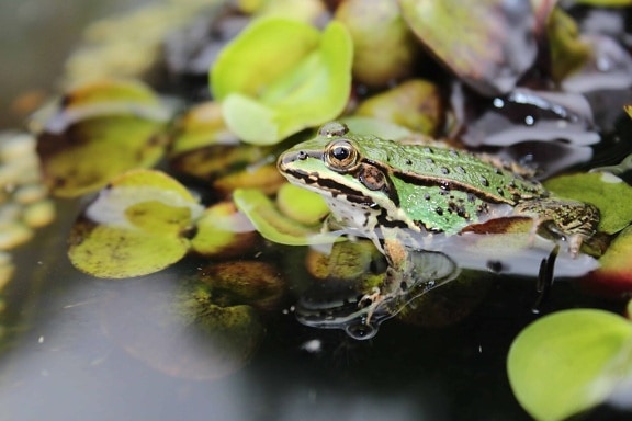 amphibian, frog, nature, eye, wildlife, swamp