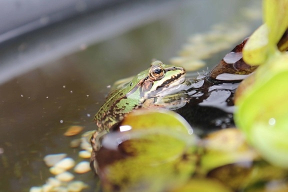 frog, water, nature, amphibian, rainforest, outdoor