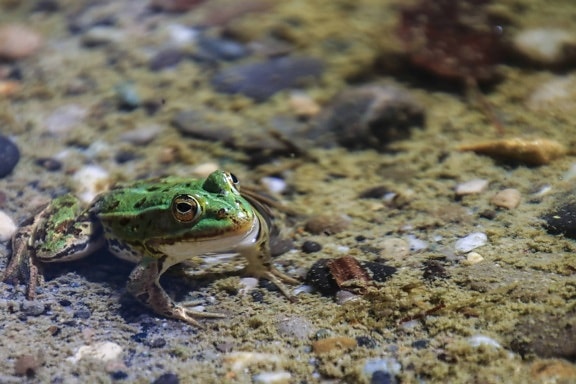 nature, amphibian, frog, water, wildlife, eye, ground, animal