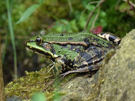 animal, frog, wildlife, amphibian, nature, eye, outdoor, moss