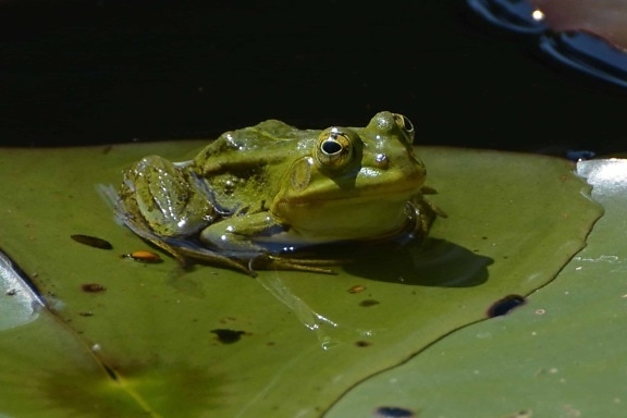 water, frog, amphibian, eye, wildlife, animal, green leaf, shadow