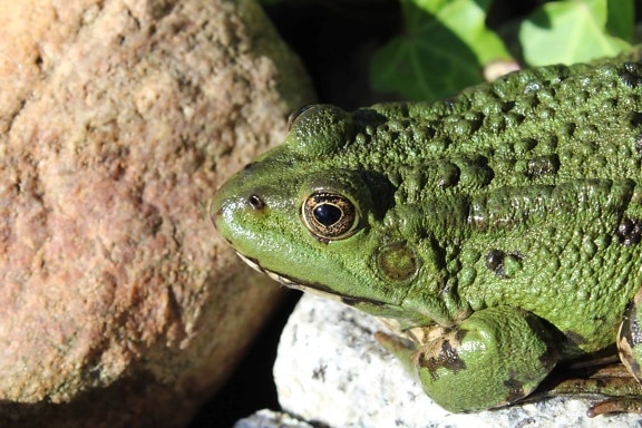 Amphibien, Natur, grüner Frosch, Wildtiere, Tageslicht, Auge, Reptil, Tier