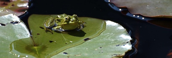 voda, obojživelníků, zelený list, letní, žába, oko, wildlife