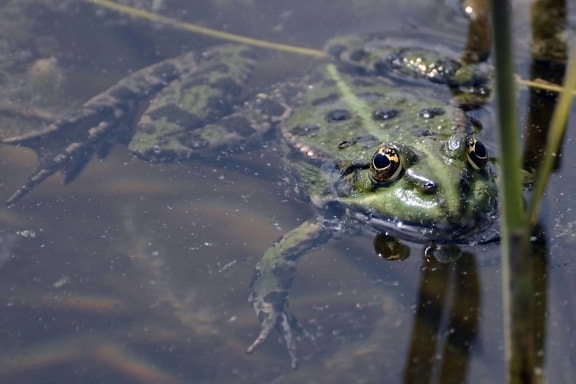 amphibian, underwater, green frog, water, lake, swamp