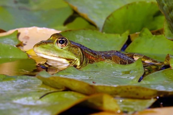 Frosch, Amphibien, Reptilien, grünes Blatt, Sumpf, Tier