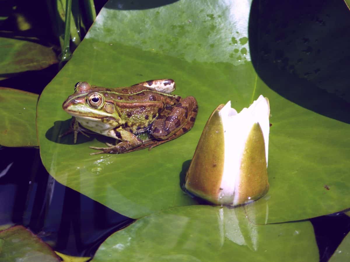 water, green leaf, swamp, lotus, animal, reptile, amphibian, frog