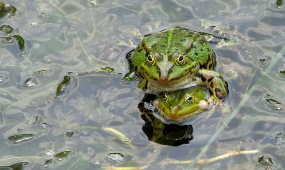 амфибия, природата, зелена жаба, зелени листа, блато, животни, влечуги, вода
