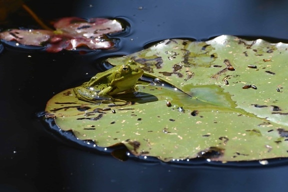 green leaf, swamp, lotus, daylight, animal, reptile
