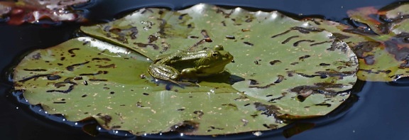 амфибия, езерото, зелени листа, блато, животни, влечуги, вода, жаба