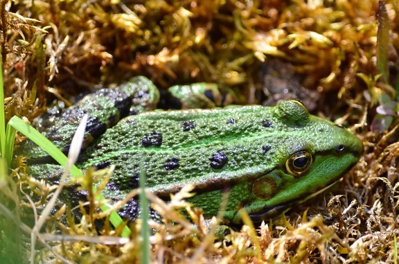 amphibian, daylight, green frog, nature, grass