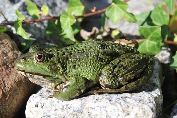 green frog, stone, leaf, amphibian, nature, lizard, reptile, wildlife