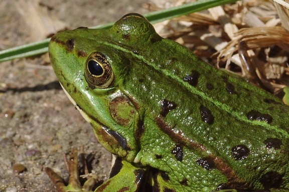 nature, green frog, amphibian, wildlife, eye, animal