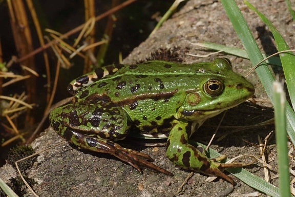 nature, frog, amphibian, wildlife, eye, animal, ground, green