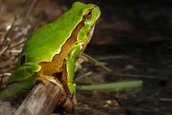 amphibian, camouflage, frog, nature, wildlife, leaf, eye, animal