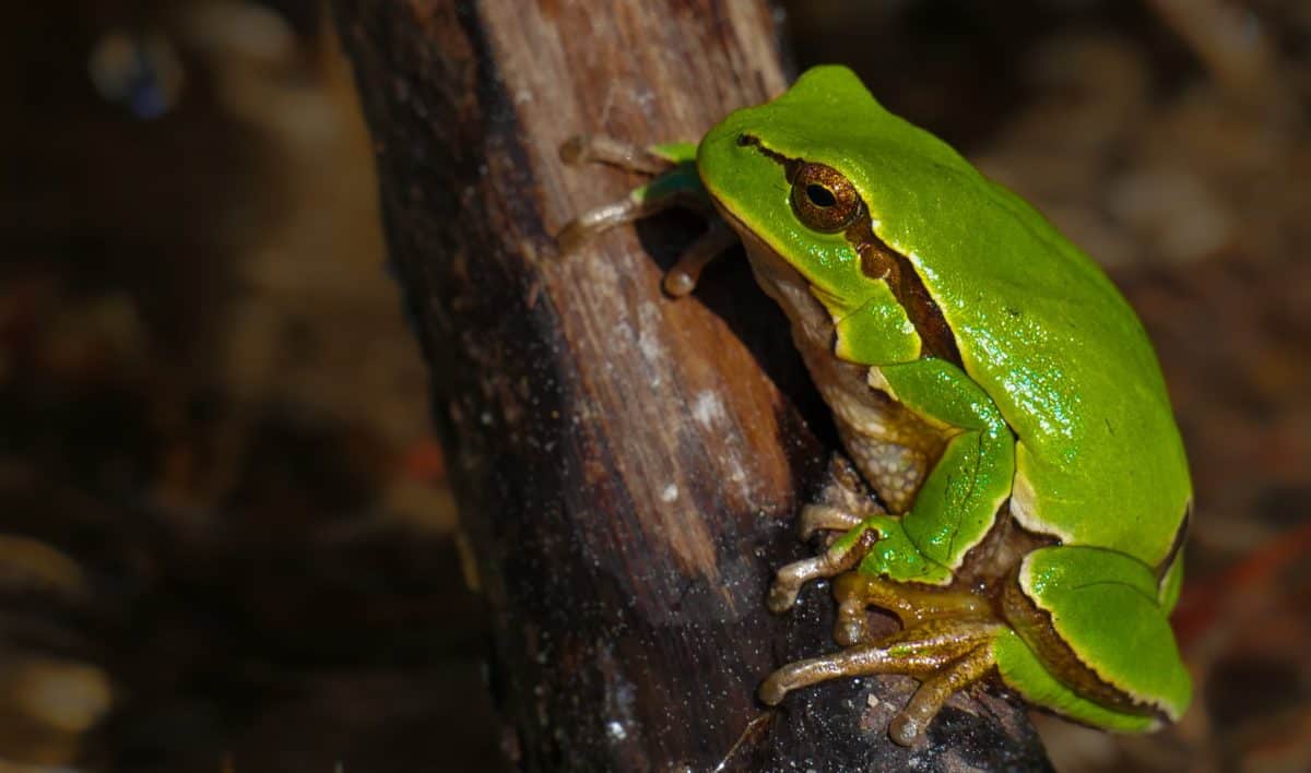 フリー写真画像 迷彩 野生動物 両生類 緑のカエル 目 動物