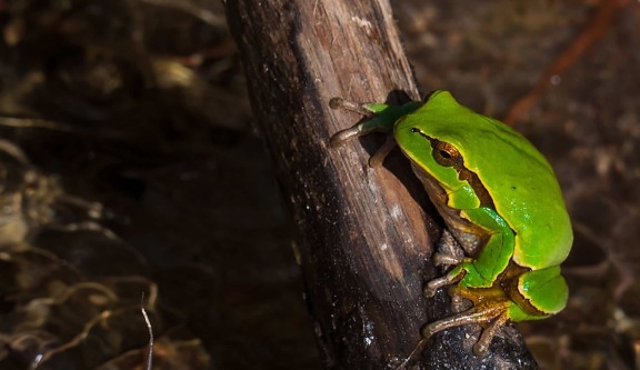 amphibian, frog, leaf, wildlife, nature, wood, camouflage, eye, animal