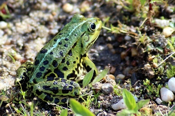 green frog, camouflage, amphibian, nature, eye, wildlife, animal, grass, outdoor
