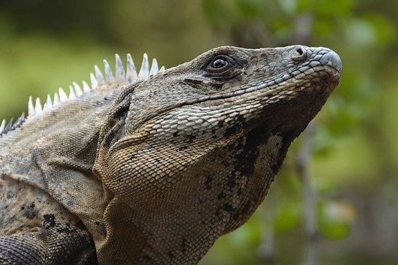 Free picture: lizard, leaf, nature, reptile, wildlife, animal, green