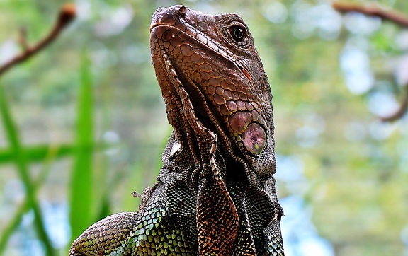 lizard, reptile, wildlife, camouflage, nature, animal, iguana, dragon