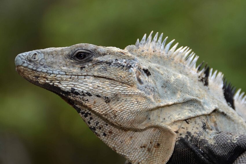 Free picture: reptile, wildlife, nature, lizard, animal, wild, iguana, eye