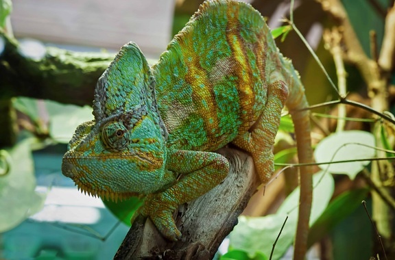 chameleon, camouflage, tropic, tree, animal, lizard, nature, wildlife, reptile