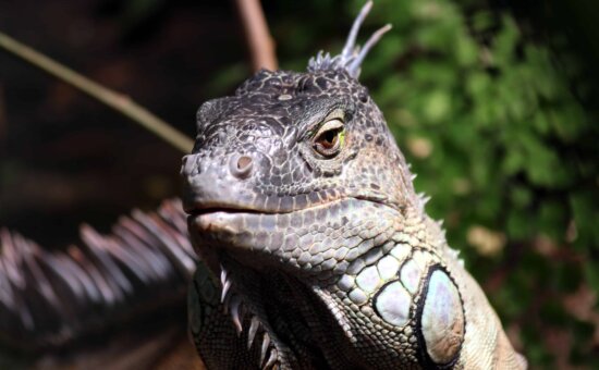 Free picture: wildlife, animal, nature, lizard, reptile, iguana, wild ...