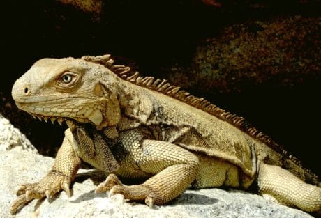 Reptiles and amphibians free images, public domain images