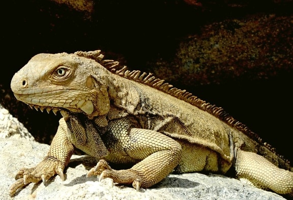 lizard, vertebrate, camouflage, animal, nature, wildlife, reptile, iguana