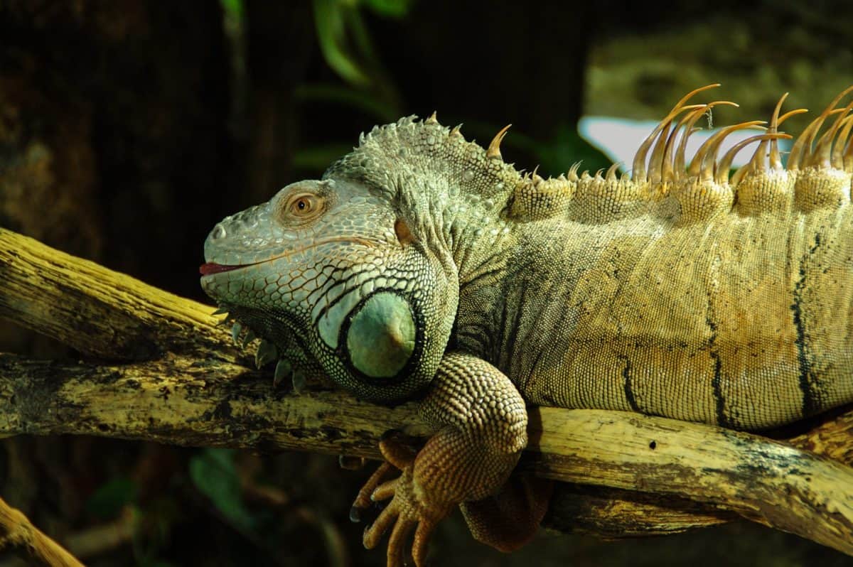 Рептилія ящірка хамелеон, дикої природи, ігуани, Дракон, око