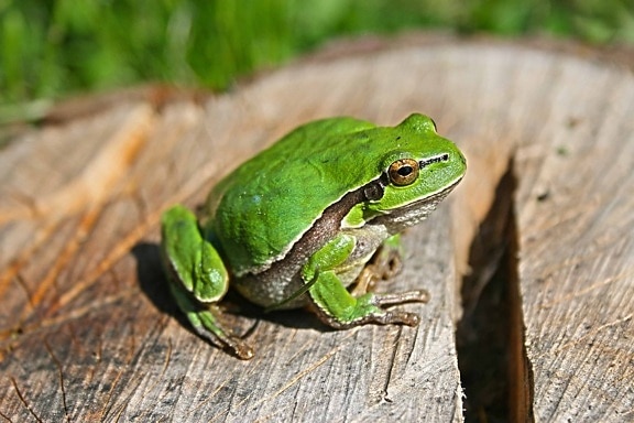 frog, wildlife, leaf, amphibian, nature, eye, animal