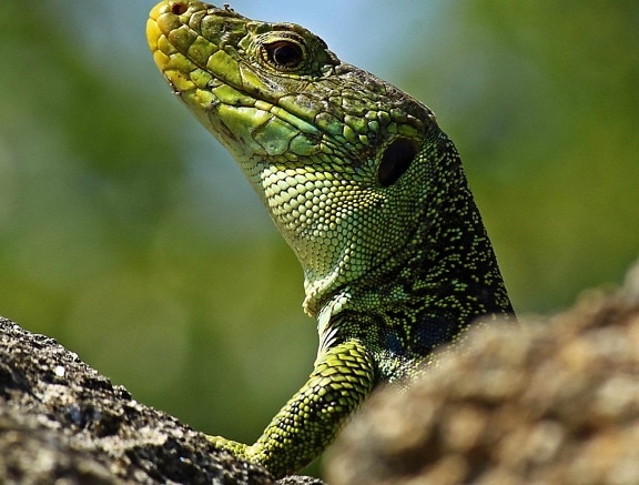 lagarto, animal, camuflagem, natureza, vida selvagem, réptil, camaleão, iguana
