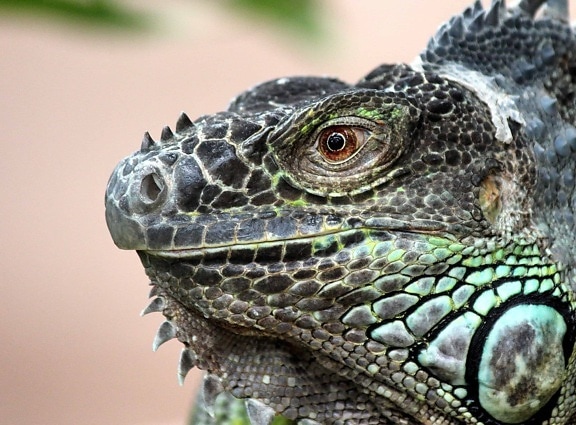 nature, reptile, camouflage, macro, green lizard, wildlife, iguana, dragon, eye, animal