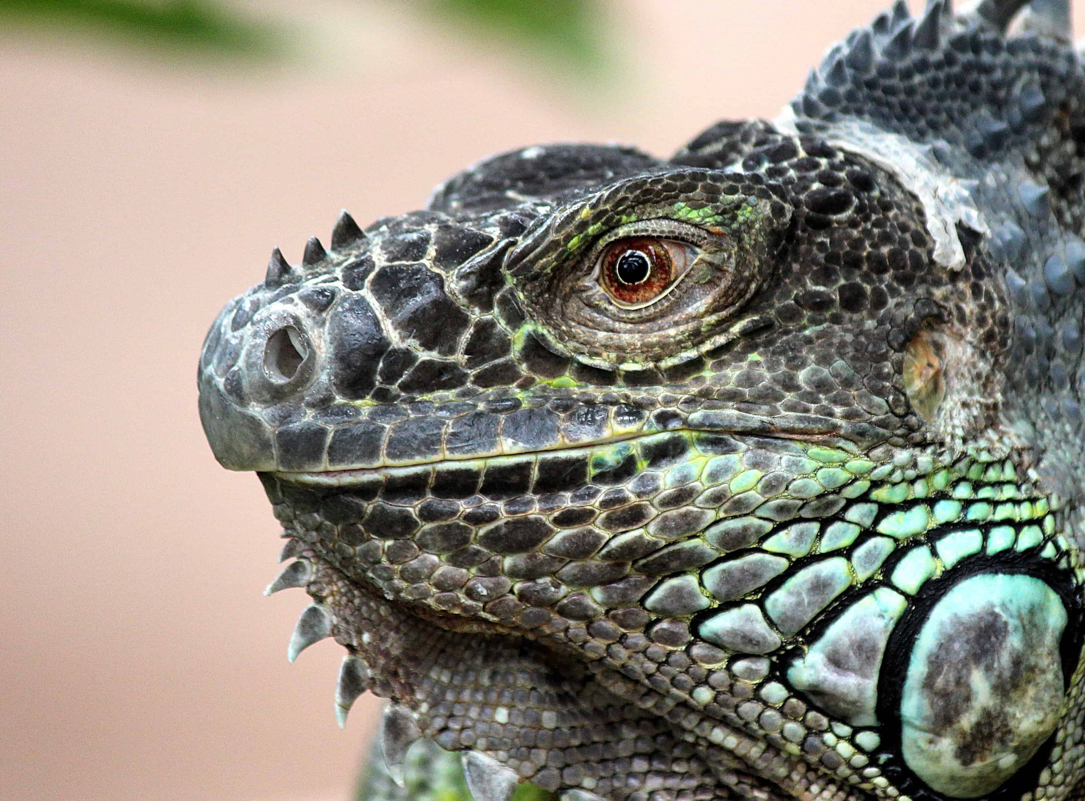 フリー写真画像 自然 爬虫類 迷彩 マクロ 緑のトカゲ 野生動物 イグアナ ドラゴン 目 動物