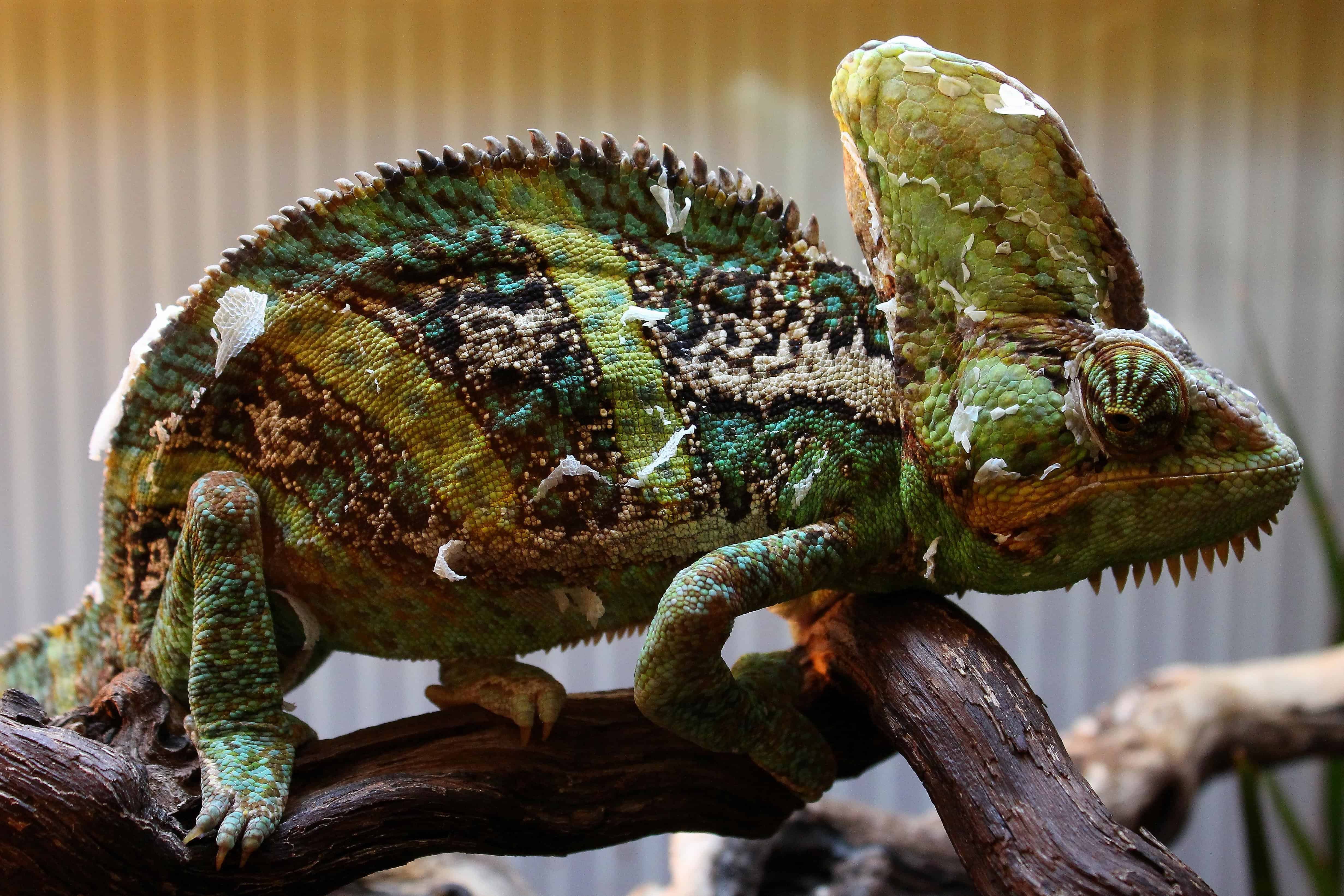  Gambar  gratis satwa liar kadal reptil hewan alam 
