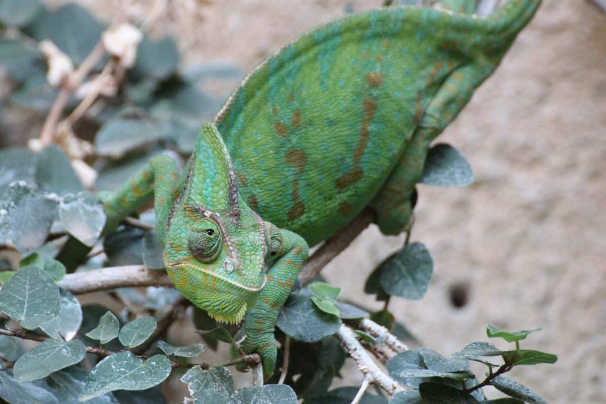 reptile, wildlife, camouflage, green, chameleon, lizard, nature, animal, eye
