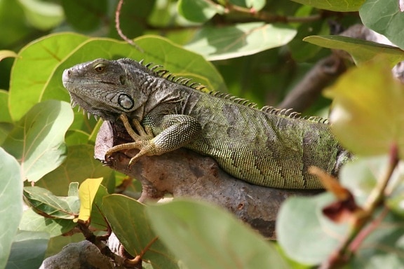 wildlife, tree, camouflage, green lizard, reptile, nature, animal, iguana, dragon