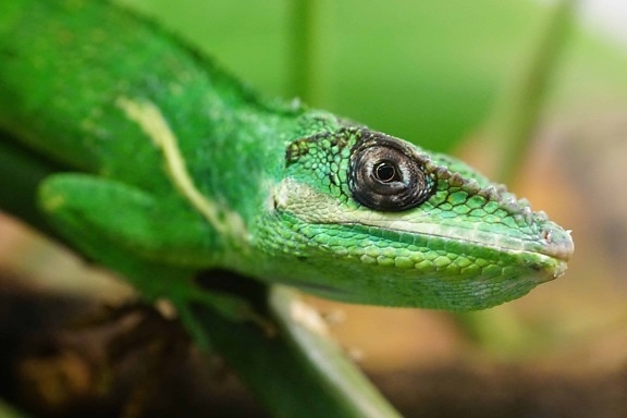 reptile, lizard, nature, chameleon, person, wildlife, animal