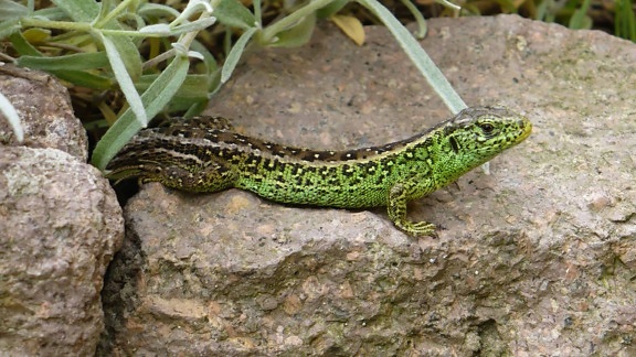 reptile, nature, green lizard, camouflage, wildlife, wild, animal, ground