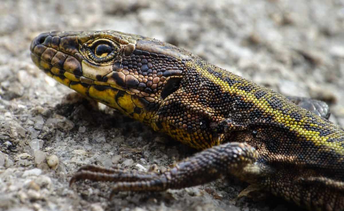 reptile, camouflage, macro, nature, animaux, animaux sauvages, lézard