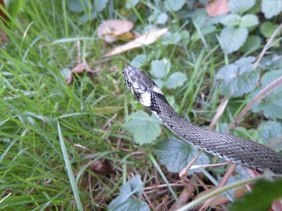 wildlife, grass, animal, camouflage, nature, snake, reptile, wild, outdoor