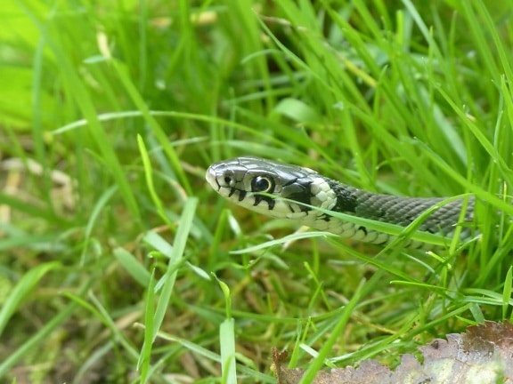 nature, animal, snake, camouflage, reptile, wildlife, green grass, outdoor