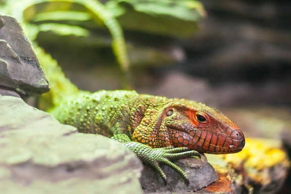 farverige firben, krybdyr, dyreliv, natur, eksotiske dyr, iguana, dragon