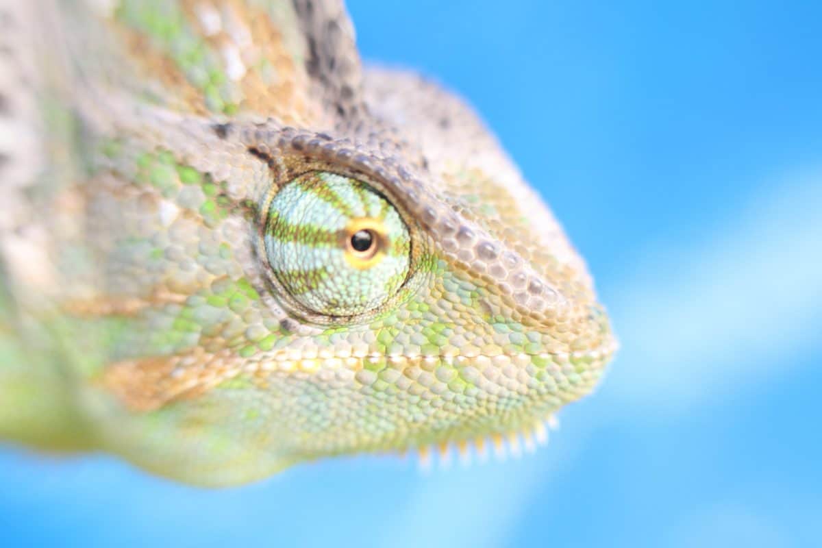reptile, detail, head, lizard, nature, animal, wildlife, chameleon, macro