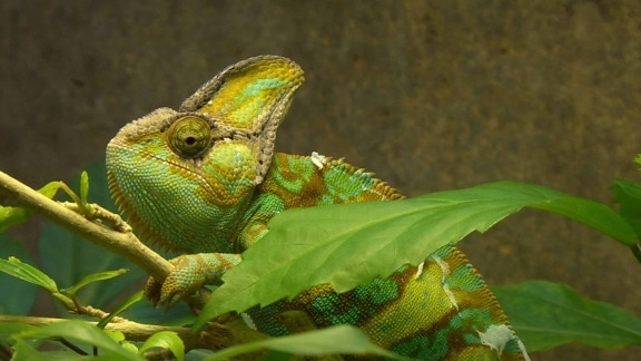 wildlife, lizard, reptile, animal, pet, nature, green chameleon