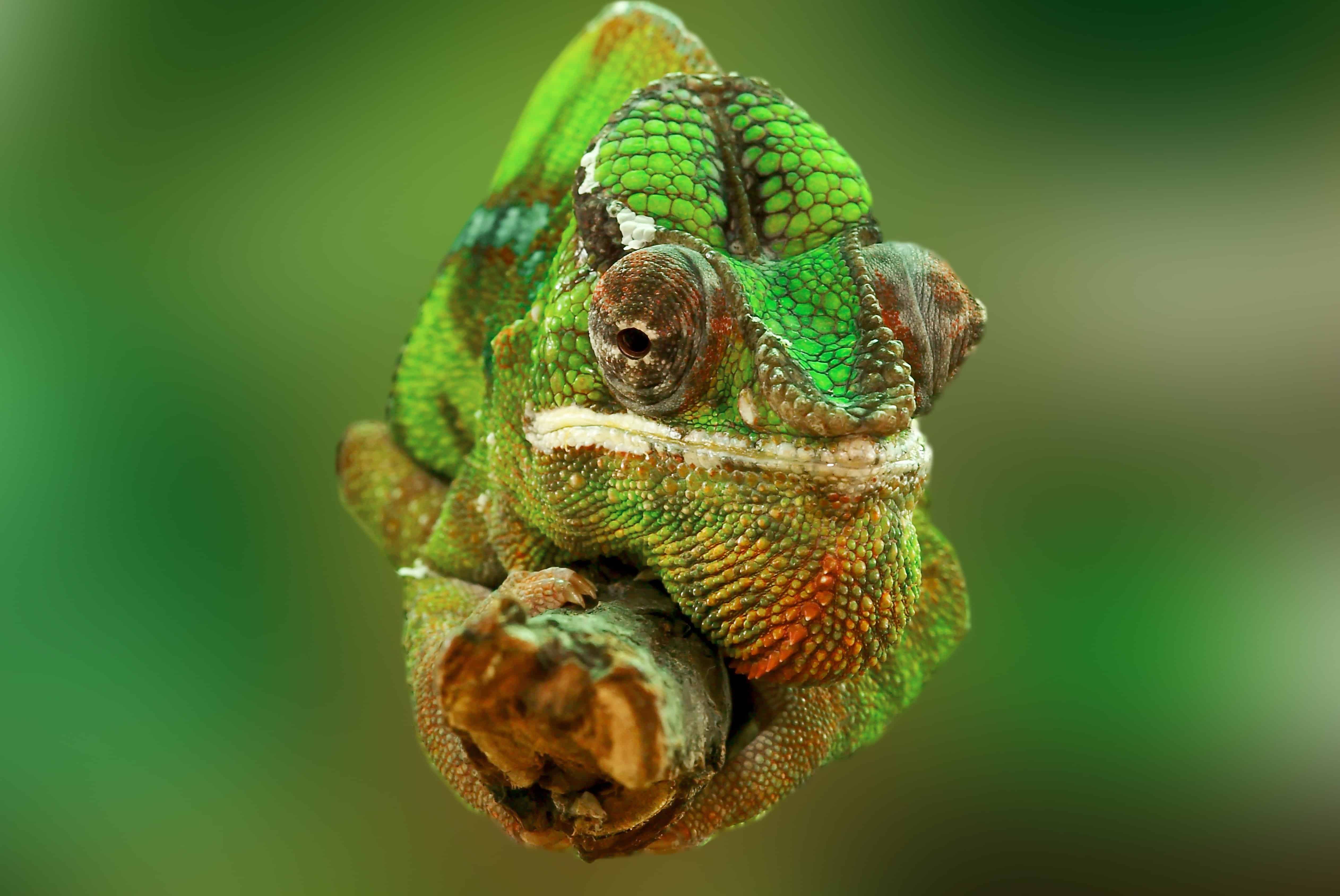 フリー写真画像 迷彩 マクロ 詳細 トカゲ カメレオン 野生動物 動物 爬虫類
