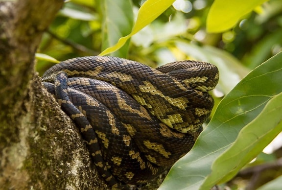 แปลกใหม่ งูเหลือม งู สัตว์ป่า ผิว ที่มี สีสัน ธรรมชาติ สัตว์เลื้อยคลาน สัตว์