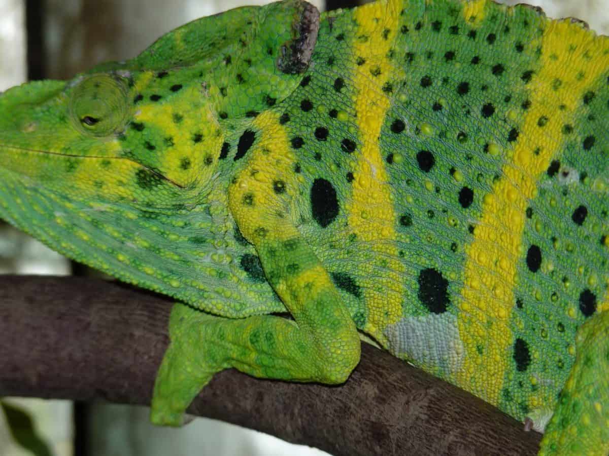 green lizard, nature, camouflage, reptile, chameleon, animal